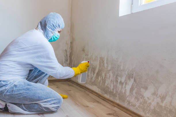 Licensed Basement Mold Removal service in Bellmawr, NJ - WQB Mold Removal