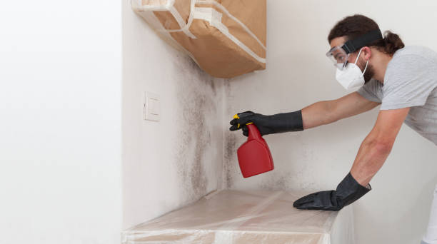 Professional Basement Mold Removal technician working in Bellmawr, NJ