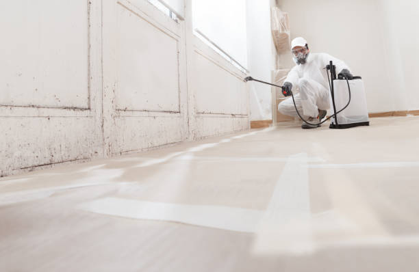 24/7 Emergency Basement Mold Removal experts in Bellmawr, NJ