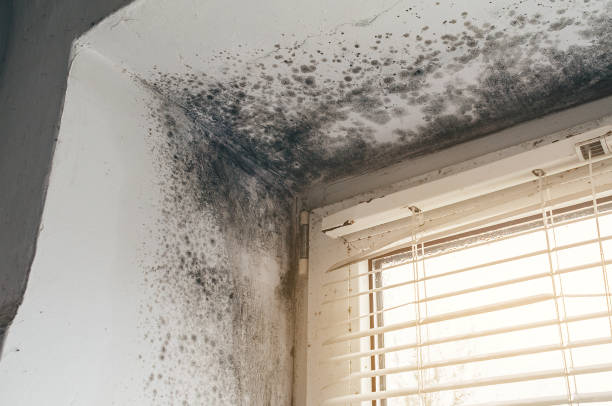 Affordable Basement Mold Removal solutions in Bellmawr, NJ