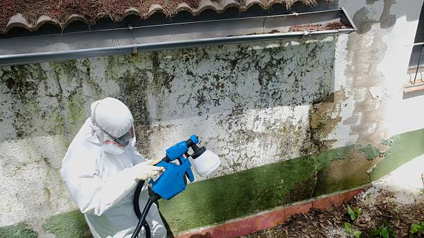 Top rated local Basement Mold Removal specialists in Bellmawr, NJ